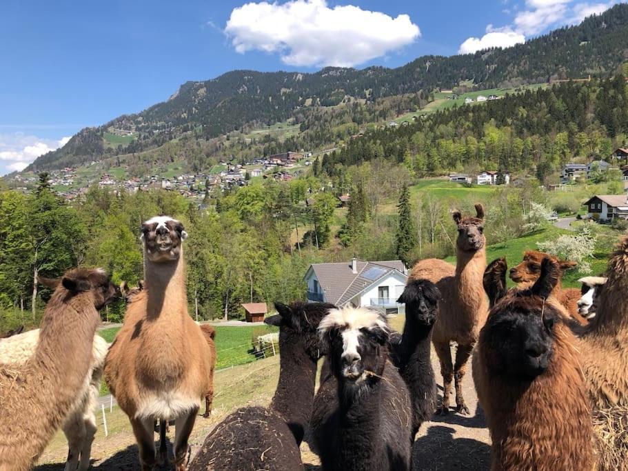 Jurte beim Lama-&Alpakahof Triesenberg Exterior foto