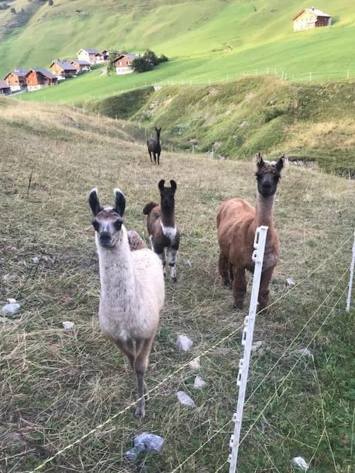 Jurte beim Lama-&Alpakahof Triesenberg Exterior foto