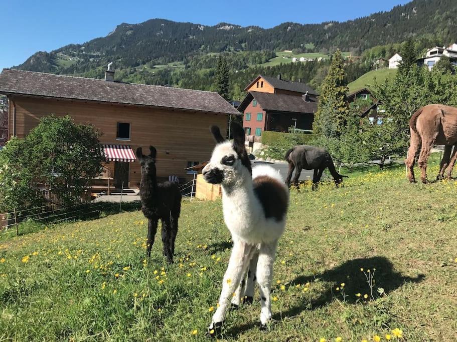 Jurte beim Lama-&Alpakahof Triesenberg Exterior foto