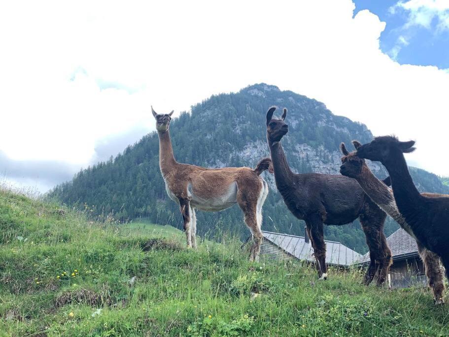 Jurte beim Lama-&Alpakahof Triesenberg Exterior foto