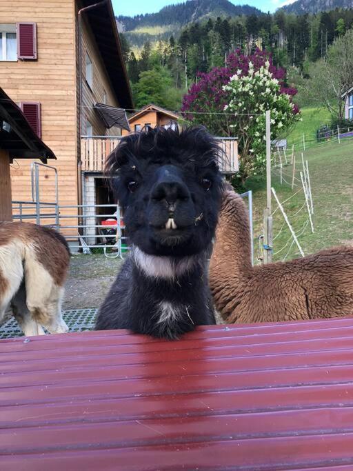 Jurte beim Lama-&Alpakahof Triesenberg Exterior foto
