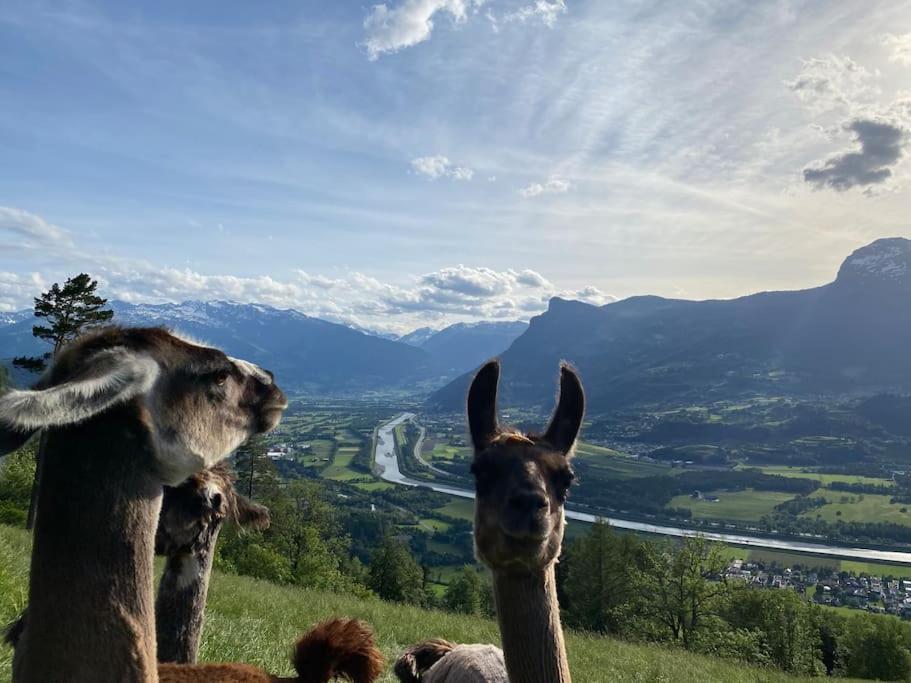 Jurte beim Lama-&Alpakahof Triesenberg Exterior foto